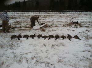 goose hunting in the red top fields